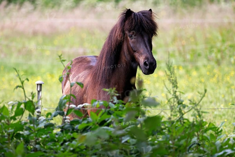 Icelandic horse (Equus islandicus), gelding looking curiously over pasture fence, Schleswig-Holstein, Germany