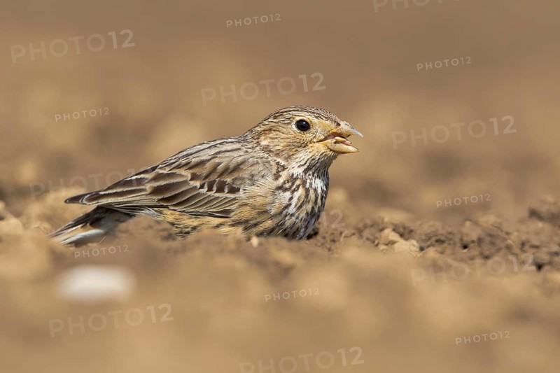 Corn Bunting (Emberiza calandra) in field, Grobnik, Croatia