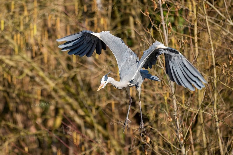 Grey heron (Ardea cinerea) flying at the shore of a lake, wildlife, Bavaria, Germany