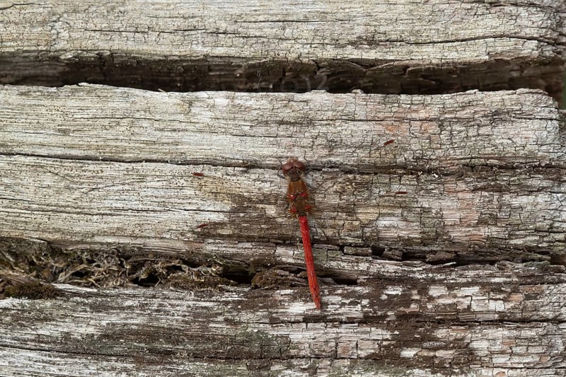 Common darter dragonfly (Sympetrum striolatum) adult male insect resting on a tree log in summer, Suffolk, England, United Kingdom