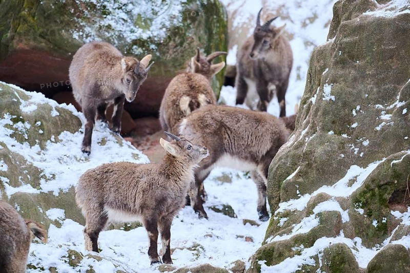 Alpine ibex (Capra ibex) youngsters in winter, snow, Bavaria, Germany