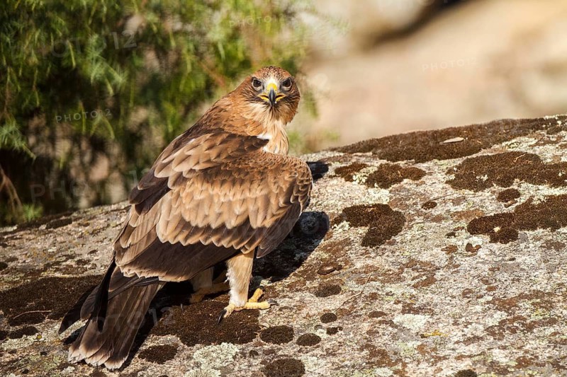 Booted Eagle (Hieraaetus pennatus) juvenile, Castile and Leon, Spain