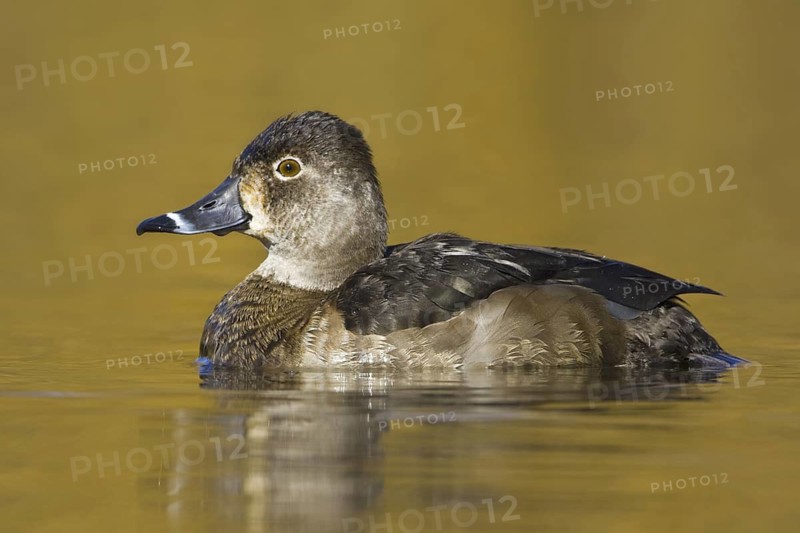 Ring-necked Duck (Aythya collaris) female, British Columbia, Canada