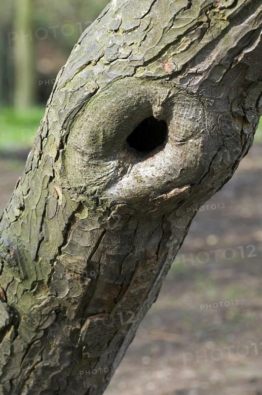 Callus tissue developing around injury in bark of European beech (Fagus sylvatica) tree