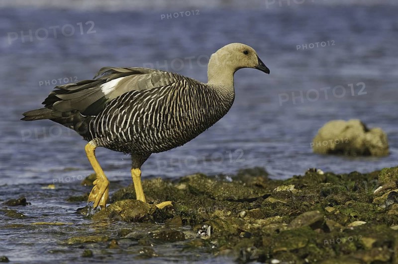 Upland Goose (Chloephaga picta) female, Falkland Islands