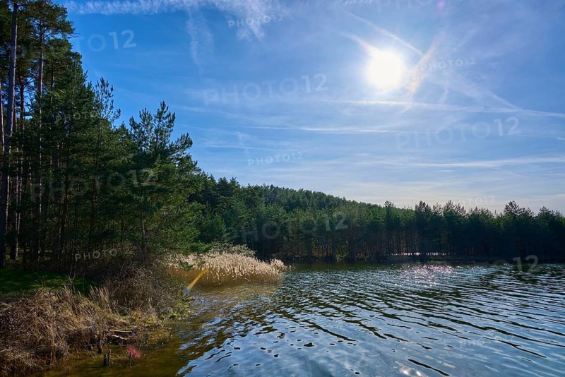 Peaceful lake in the middle of a forest under blue sky with bright sun, Pleinfeld Wald pier, Großer Brombachsee, Franconian Lake District, Weissenburg-Gunzenhausen district, Middle Franconia, Bavaria, Germany