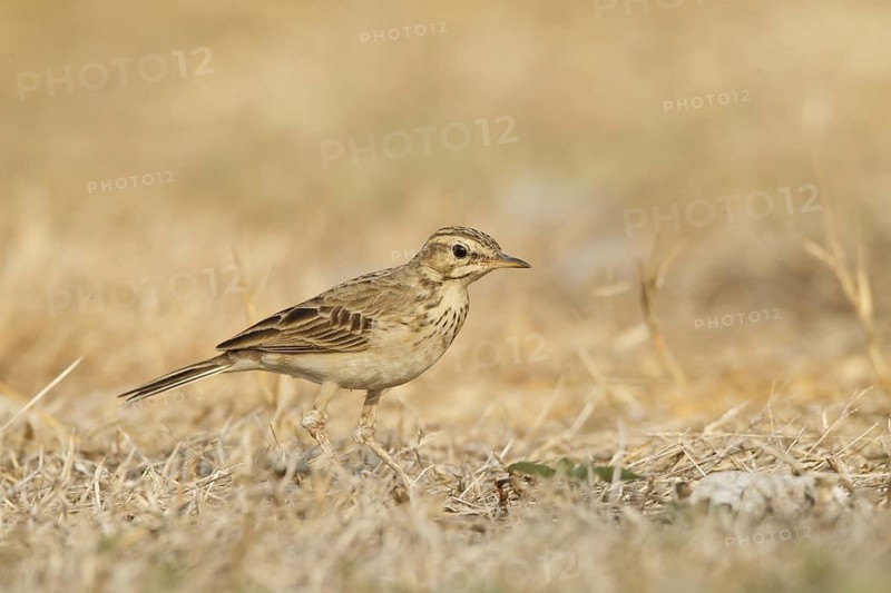 Richard's Pipit (Anthus richardi), Bangkok, Thailand