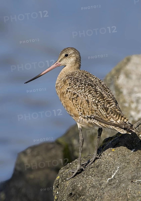 Marbled Godwit (Limosa fedoa), Texas, USA