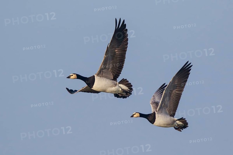 Barnacle Goose (Branta leucopsis) flying, Netherlands