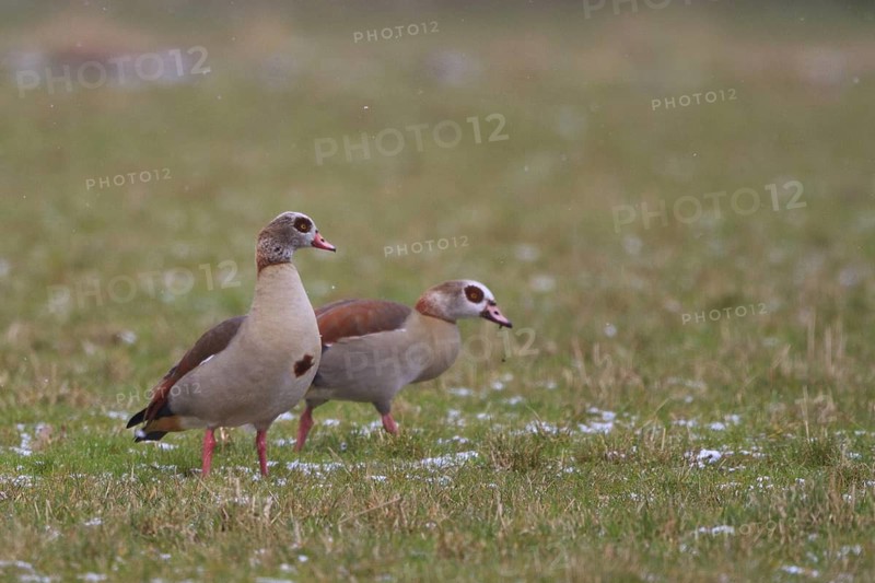 Egyptian Goose (Alopochen aegyptiaca), North Rhine-Westphalia, Germany