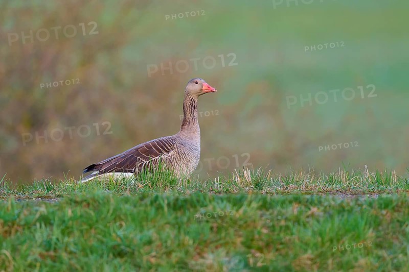 A goose stands in the green grass with a blurred background, greylag goose (Anser anser), spring, bird island, Altmühlsee, Muhr am See, Gunzenhausen, Franconian Lake District, Bavaria, Germany