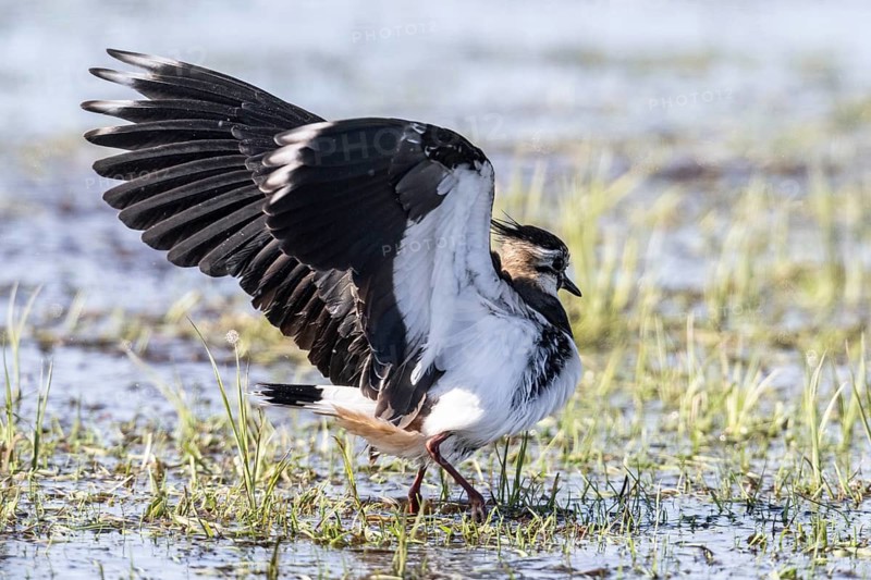 Lapwing (Vanellus vanellus), fledging, Lower Saxony, Germany