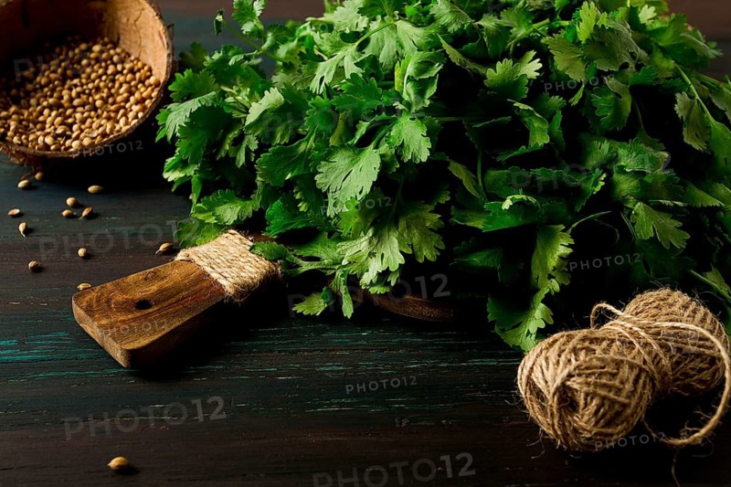 Bunch of fresh Cilantro, coriander seeds, on a dark wooden table, close-up, top view, no people. food and drink