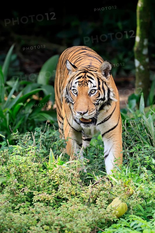 Malaysia tiger (Panthera tigris jacksoni), adult, running, stalking, vigilant, Malaysia, Southeast Asia
