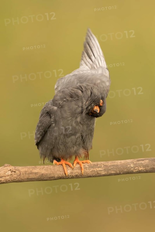 Red-footed Falcon (Falco vespertinus) adult male preening, perched on a branch, Serbia