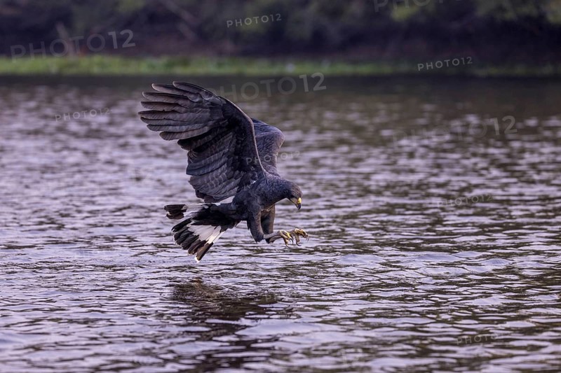 Black buzzard (Buteogallus urubitinga), approaching prey, Pantanal, Brazil