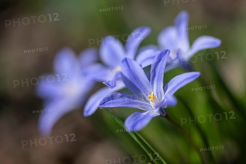 Snow pride (Chionodoxa luciliae), Emsland, Lower Saxony, Germany