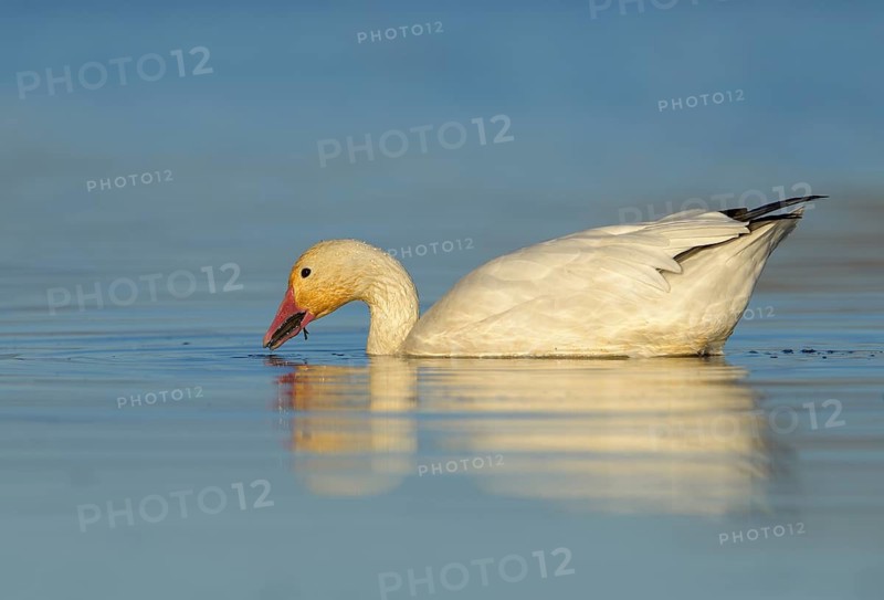 Snow Goose (Chen caerulescens) - Colusa National Wildlife Refuge, California