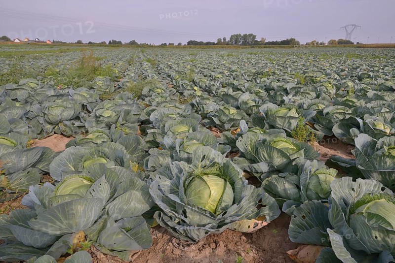 Field with White Cabbage (Brassica oleracea alba), Alsace, France