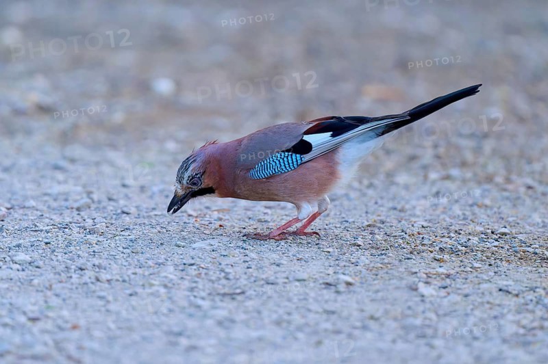 A jay looking for food on a stony ground, jay (Garrulus glandarius), spring, bird island, Altmühlsee, Muhr am See, Gunzenhausen, Franconian Lake District, Bavaria, Germany