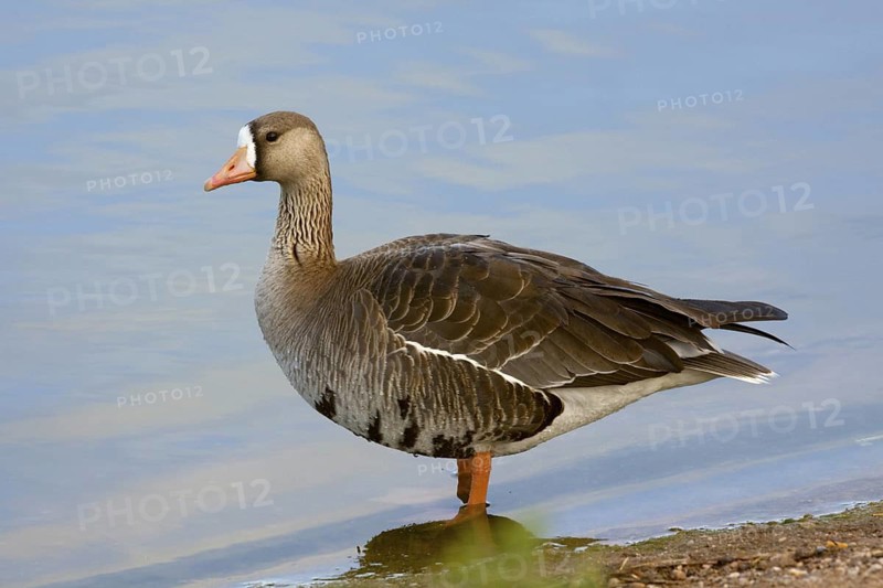 Greater White-fronted Goose Anser albifrons Tucson, Arizona, United States 22 March Adult Anatidae