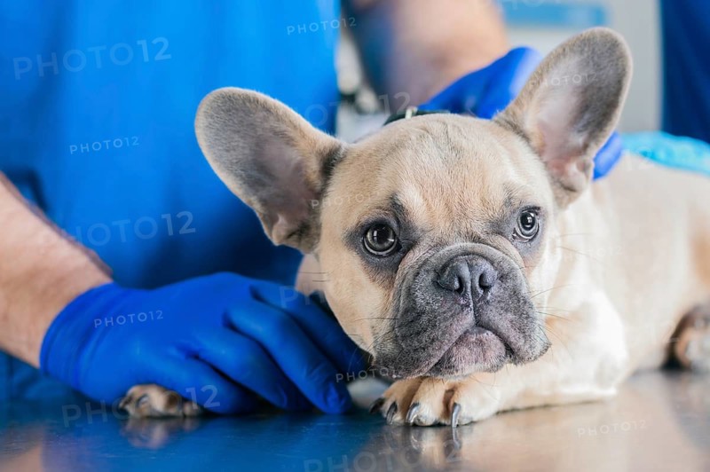 Portrait of a French Bulldog. Veterinary medicine concept. Pedigree dogs. Funny animals.