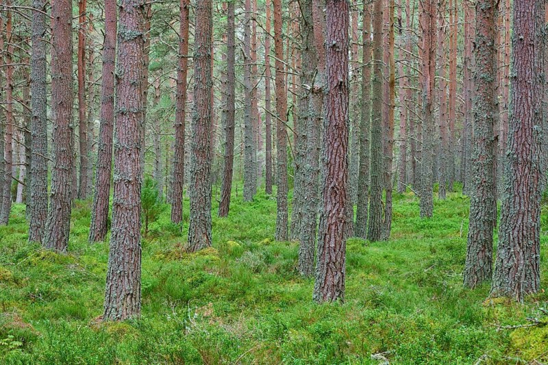Dense pine trees in forest with lush green moss soil, Loch Garden, Nethy Bridge, Scotland, United Kingdom, Great Britain