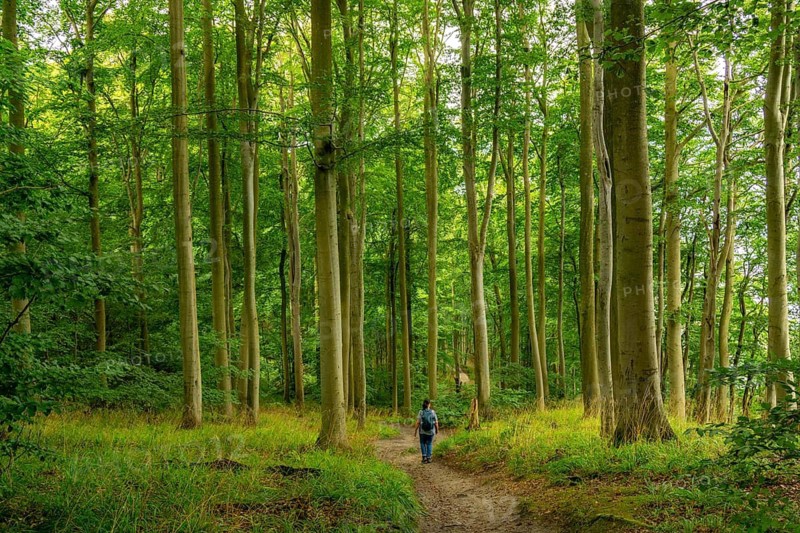 The Hochuferwanderweg from Baabe via Sellin to Binz, through dense beech forest, along the cliffs, with many views of the Baltic Sea, here the section shortly after Sellin on the way to Binz, Mecklenburg-Vorpommern, Germany