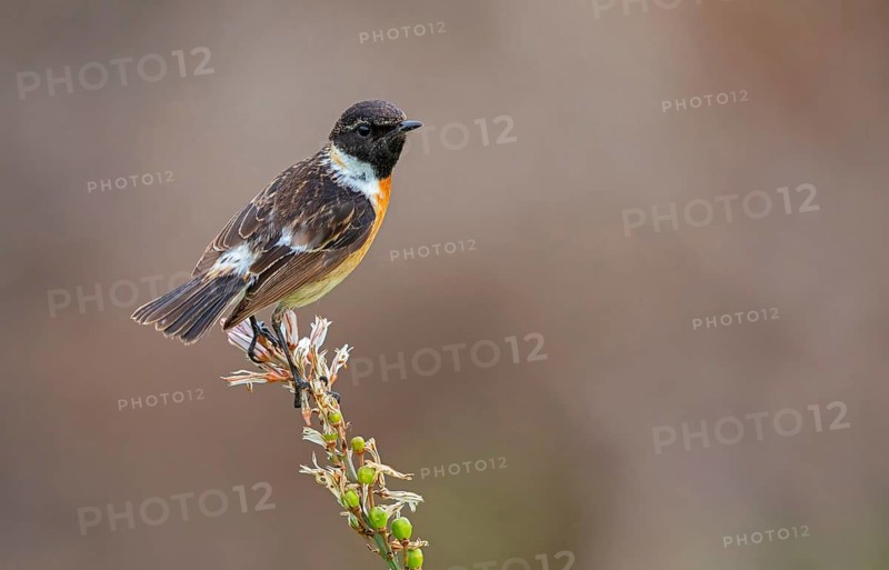 Stonechat, (Saxicola torquata), foraging, male, Eich, Rhineland-Palatinate, Germany
