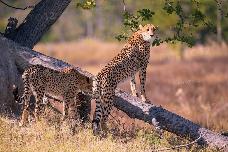 Africa, Botswana, cheetah, Acinonyx jubatus, Botswana, Botswana