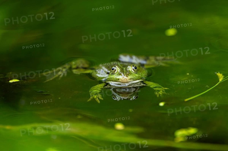 Edible frog (Pelophylax esculentus) in a little lake in the water, Bavaria, Germany