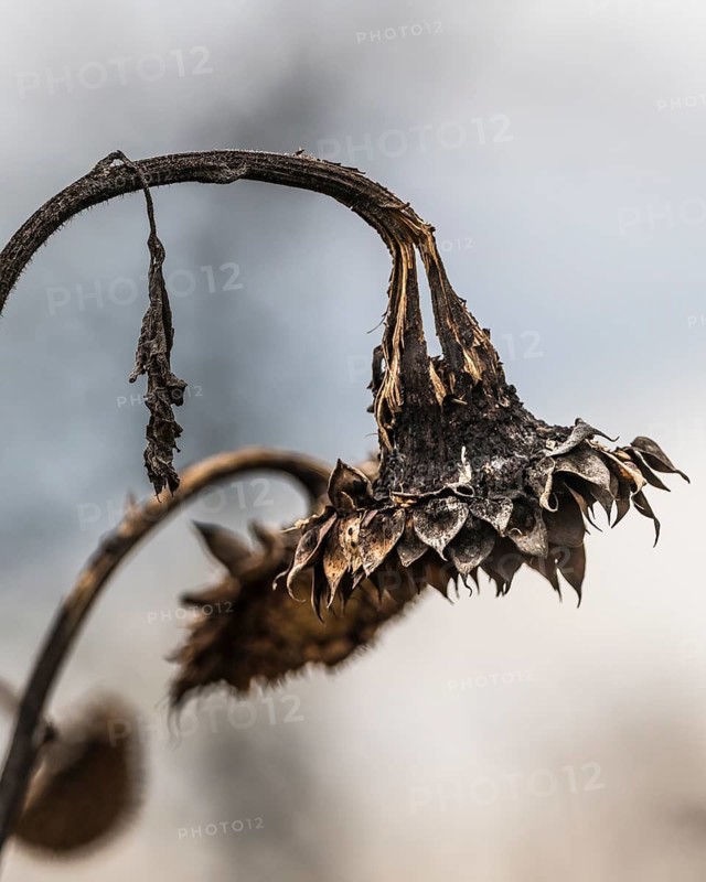 Sunflower (Helianthus annuus) in autumn, Bergen-Enkheim, Frankfurt am Main, Hesse, Germany
