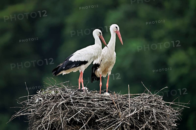 White storks (Ciconia ciconia), pair standing on eyrie, Canton Aargau, Switzerland