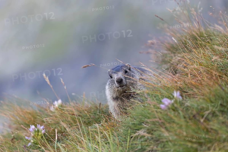 One young Alpine Marmot, Marmota marmota, sitting in green grass, feeding on some leaves. Green grass around. Grossglockner high alpine road, Hohe Tauern National Park