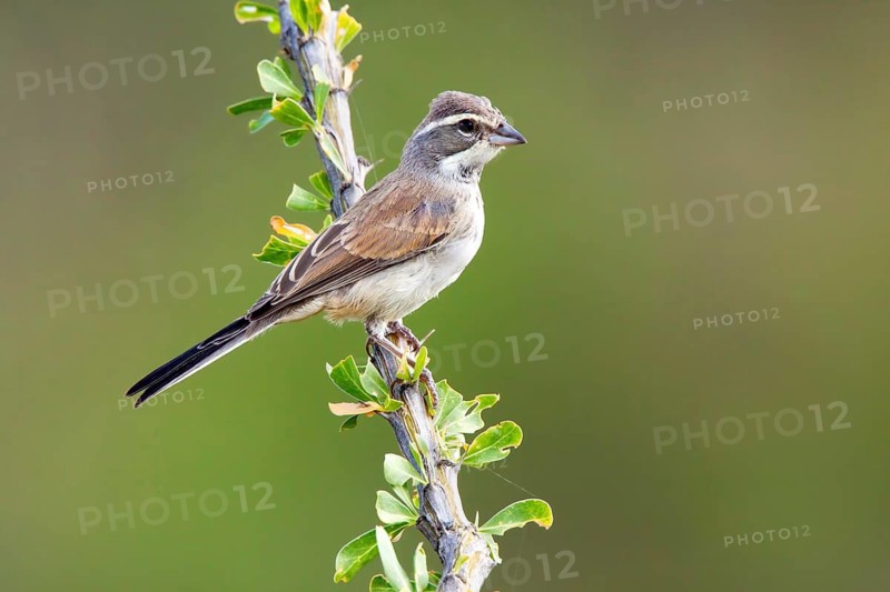 Black-throated Sparrow Amphispiza bilineata Amado, Santa Cruz County, Arizona, United States 6 September Immature Emberizidae