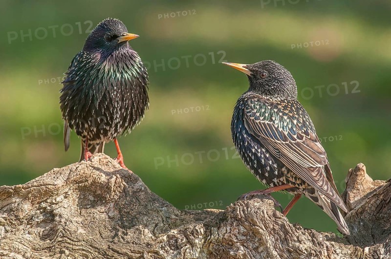 Star (Sturnus vulgaris) starling • Baden-Württemberg, Germany, Baden-Württemberg, Federal Republic of Germany
