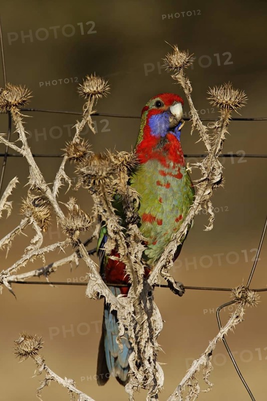 Crimson Rosella (Platycercus elegans) juvenile, Australian Capital Territory, Australia