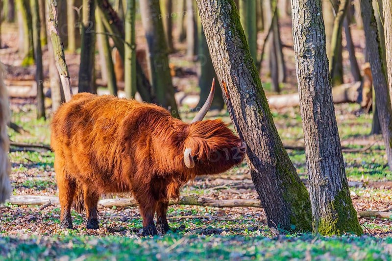 One Highland cow (Bos (primigenius) taurus) walks through a forest