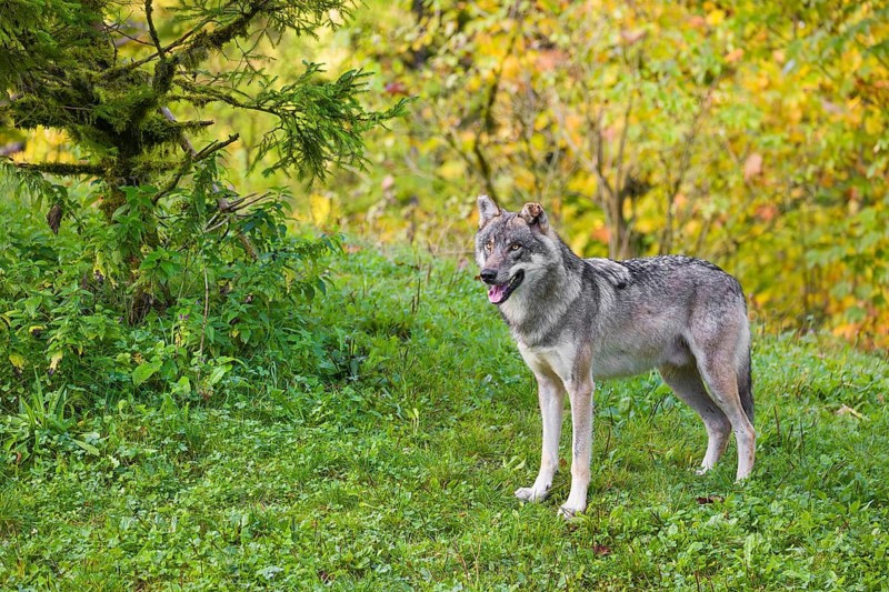 A eurasian gray wolf (Canis lupus lupus) stands on a hill, observing the area. A forest in fall colors in the background
