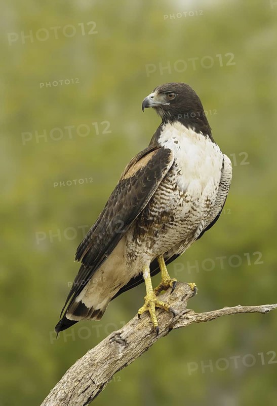 White-tailed Hawk (Geranoaetus albicaudatus), Texas, USA