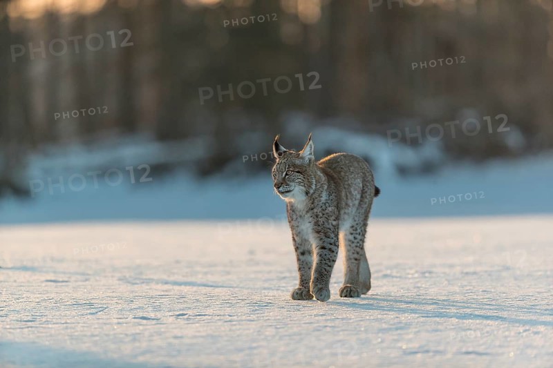 One young male Eurasian lynx, (Lynx lynx), walking over a snow covered meadow in backlight condition with a forest in the background in early morning light