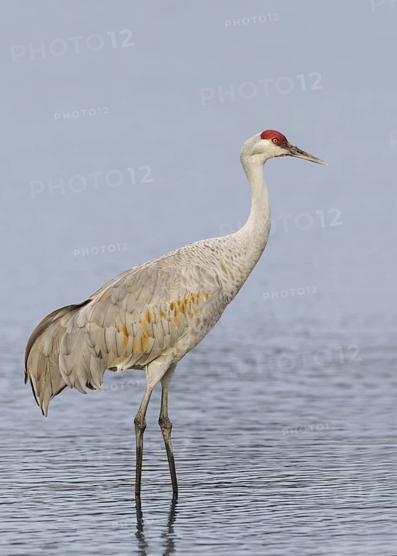 Sandhill Crane (Antigone canadensis), British Columbia, Canada