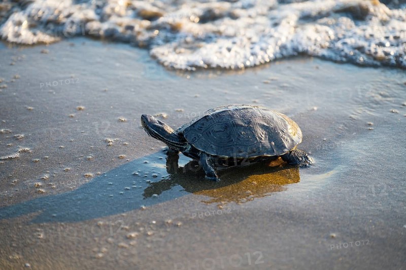 Turtle at the water's edge with waves lapping the shore, Balkan pond turtle (Mauremys rivulata), Balkan stream turtle, Ayvalik, Aegean Sea, Turkey