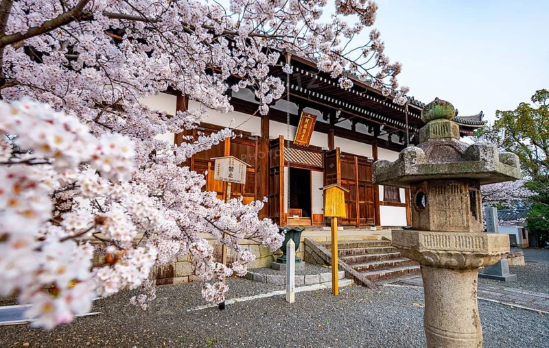 Cherry blossom at Buddhist temple, Amidado, Konkai-Komyoji Temple, Kyoto, Japan