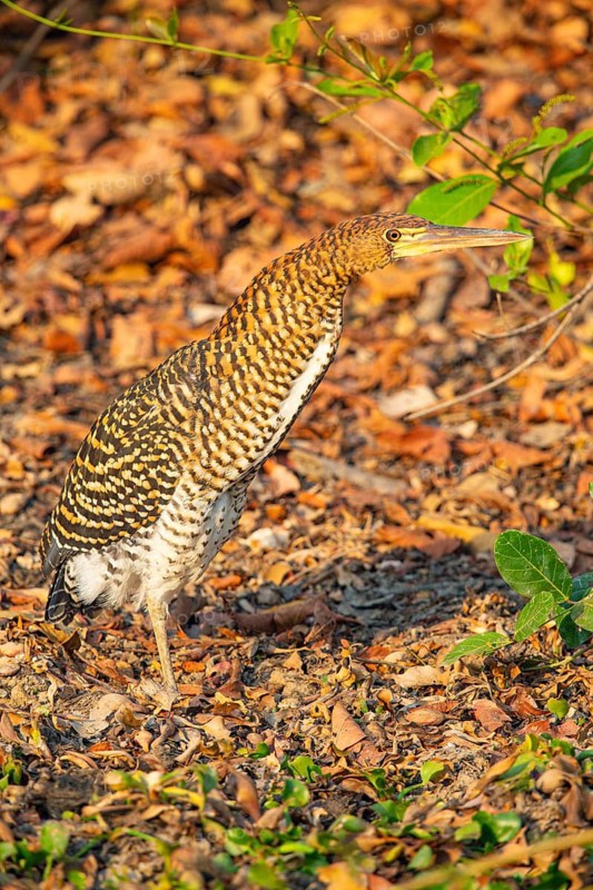 Rufescent tiger heron (Tigrisoma lineatum) Pantanal Brazil