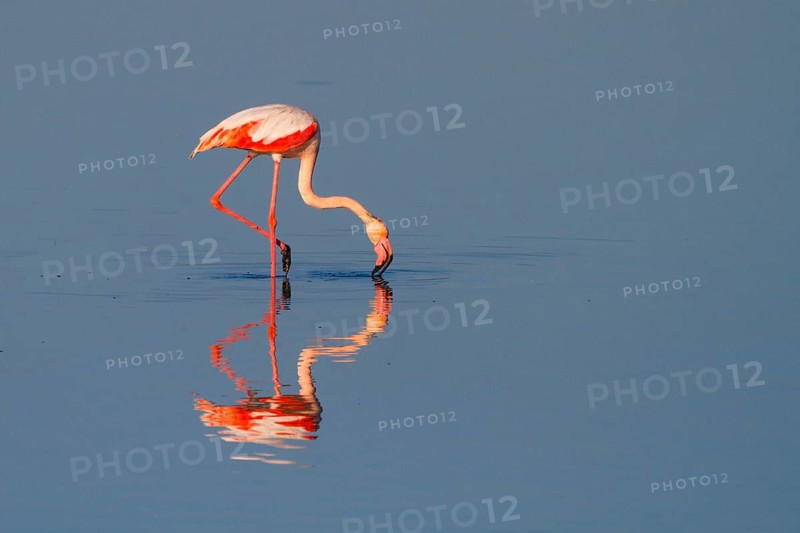 Greater Flamingo (Phoenicopterus roseus), Greece