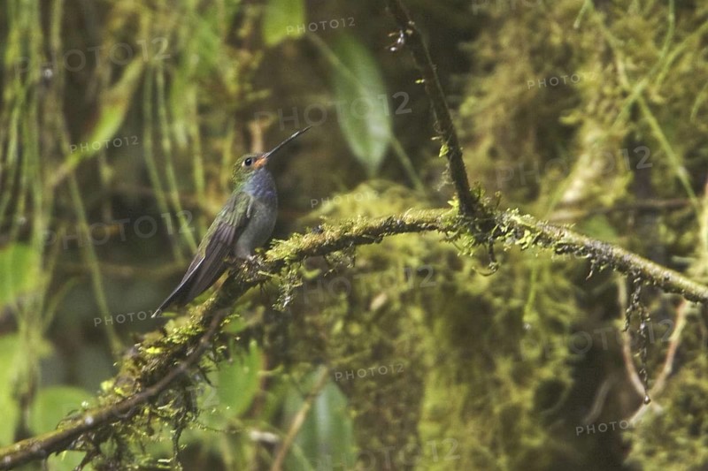 White-tailed Hillstar (Urochroa bougueri), Ecuador