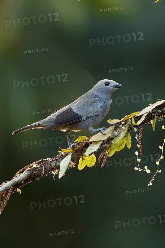 Palm Tanager (Thraupis palmarum) perched on a branch, Costa Rica