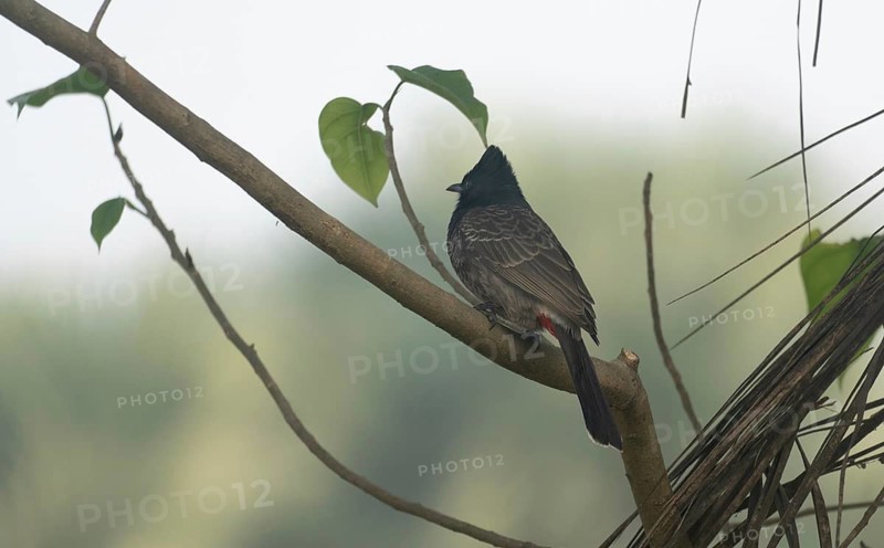 A Red-vented Bulbul (Pycnonotus cafer) on a tree branch, Sreepeur, Gazipur