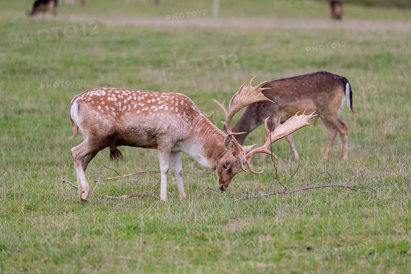 One male fallow deer (Dama dama) stands on a meadow and fight with a branch lying around